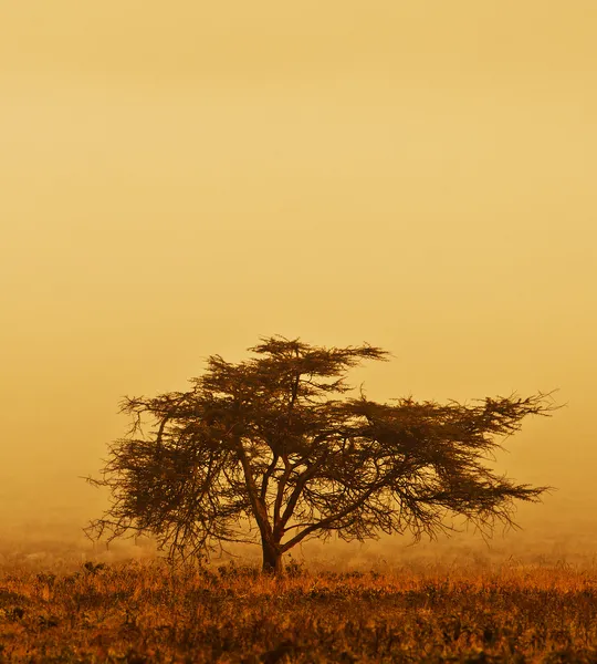 Lonely tree in the mist