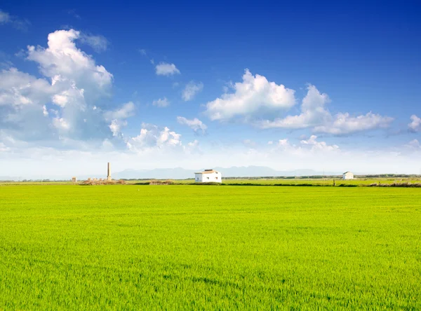 Green grass rice field in Valencia Spain