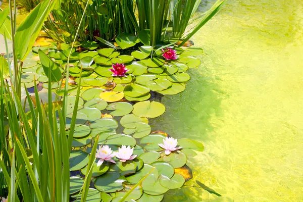 Nenufar Water Lilies on green water pond