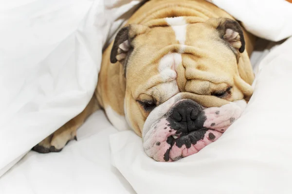 Bulldog sleeping on a bed