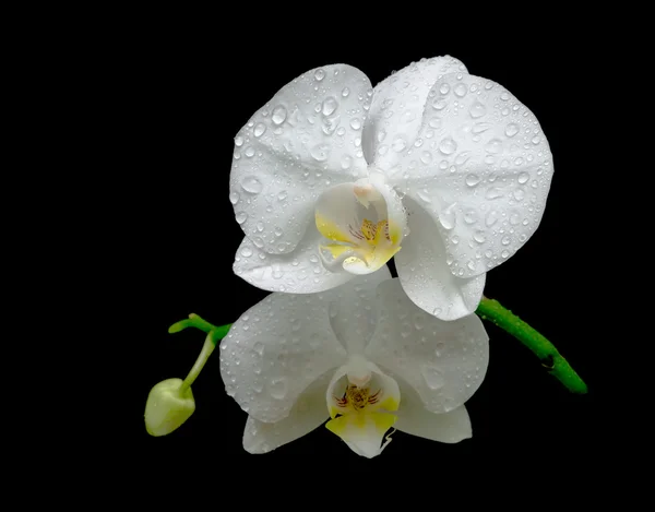 Two flowers of white orchids in the dew drops close up