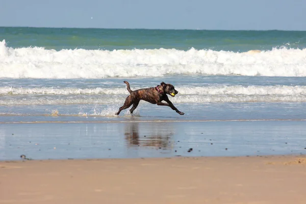 Dog playing ball on the beach in summer