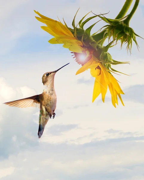 Hummingbird at glowing sunflower with sky.