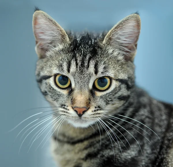 Close-up portrait of striped cat isolated
