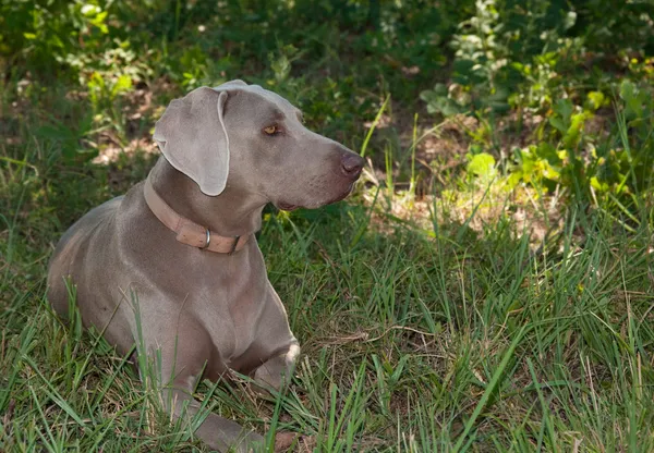 Beautiful Weimaraner dog resting in the shade on a hot sunny day