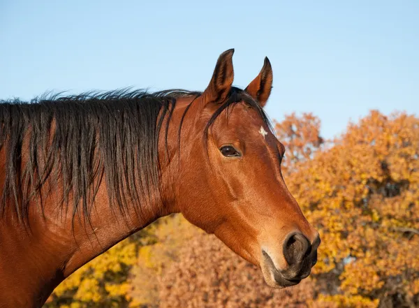 Red bay Arabian horse against trees in fall colors
