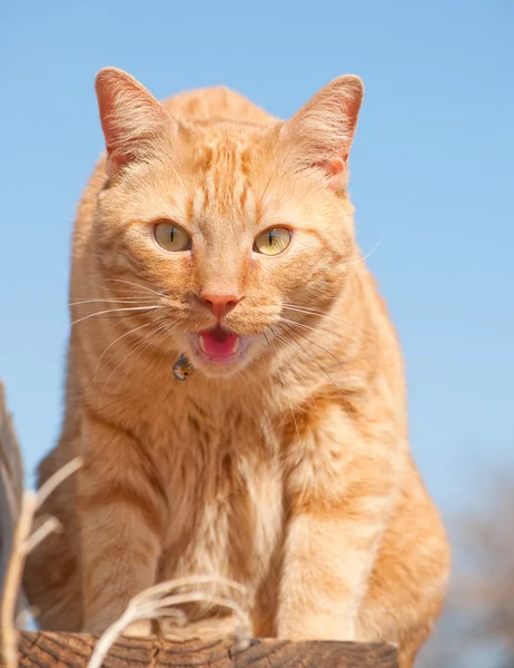 Beautiful orange tabby cat looking down at the viewer