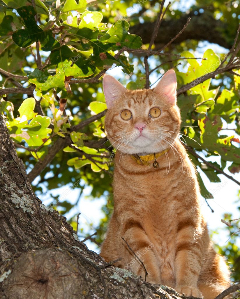 Cat Up Tree