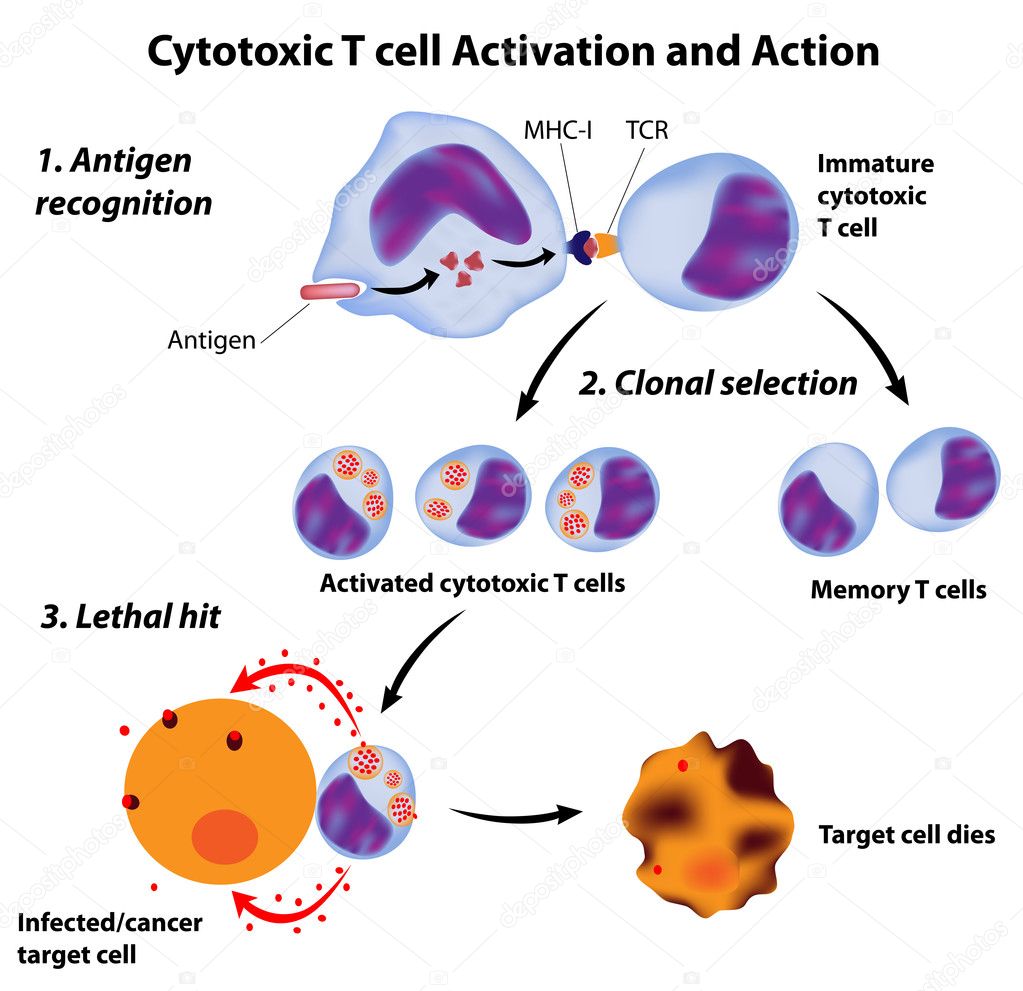 cytotoxic t cells