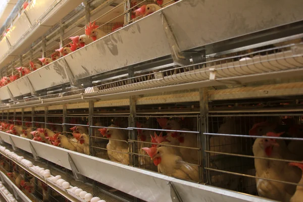 Poultry farm