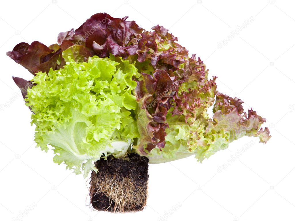 Frischer Salat mit Wurzeln im Boden — Stockfoto © iMarly 7192279