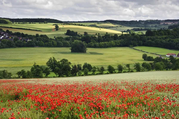 Poppy field in English countryside landscape — Stock Photo #7032819