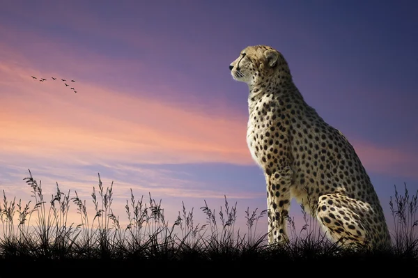 African safari concept image of cheetah looking out over savannn