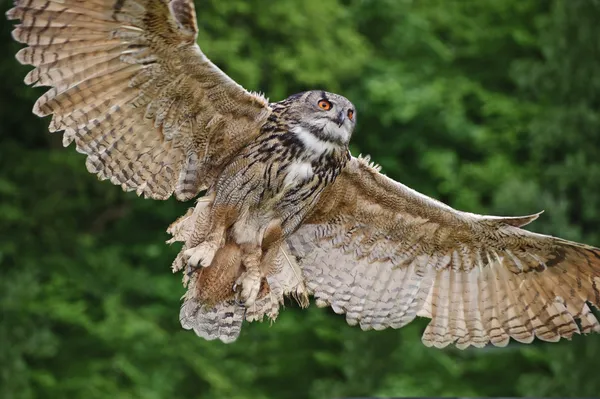 Stunning European eagle owl in flight