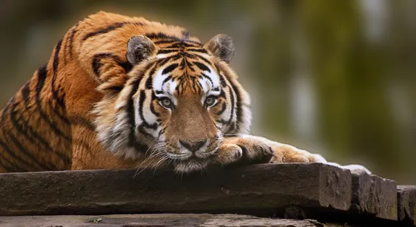 Beautiful heartwarming image of tiger laying with head on paws