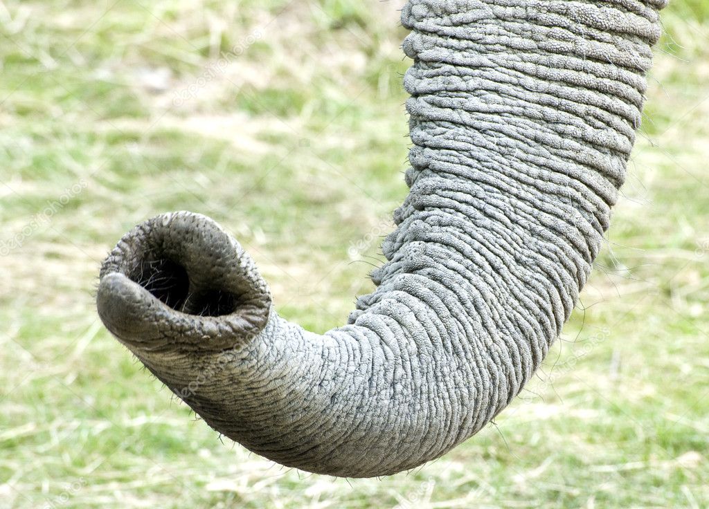 African Elephant trunk — Stock Photo © Veneratio 7129449