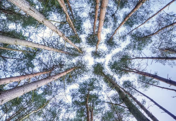 View looking up to sky through tall pine trees canopy
