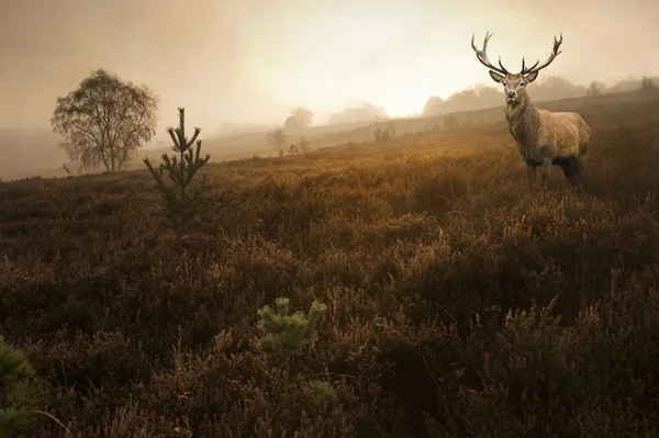 Foggy misty Autumn forest landscape at dawn with red deer stag