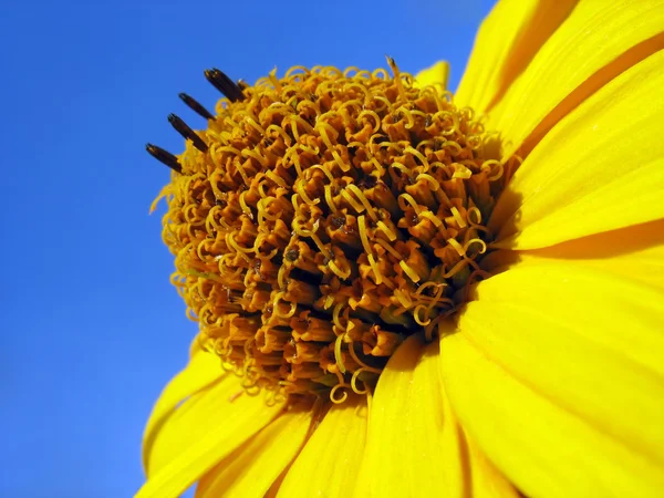 Heliopsis Yellow