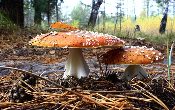 Poisonous mushrooms.