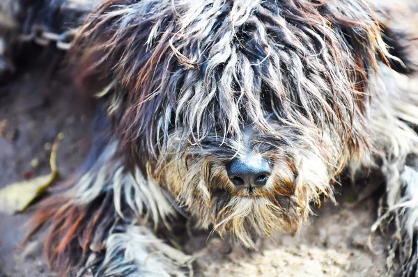 Dirty little curly-haired dog