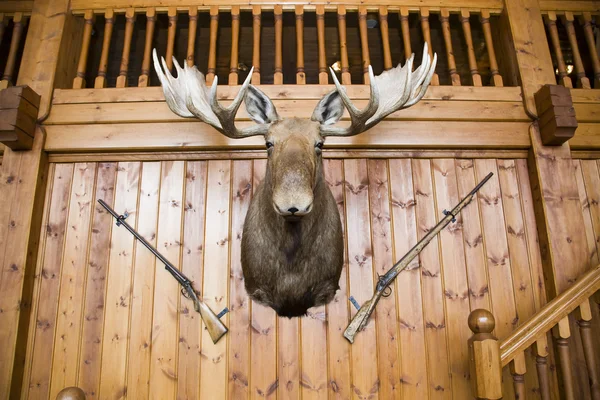 Moose head and guns on wall