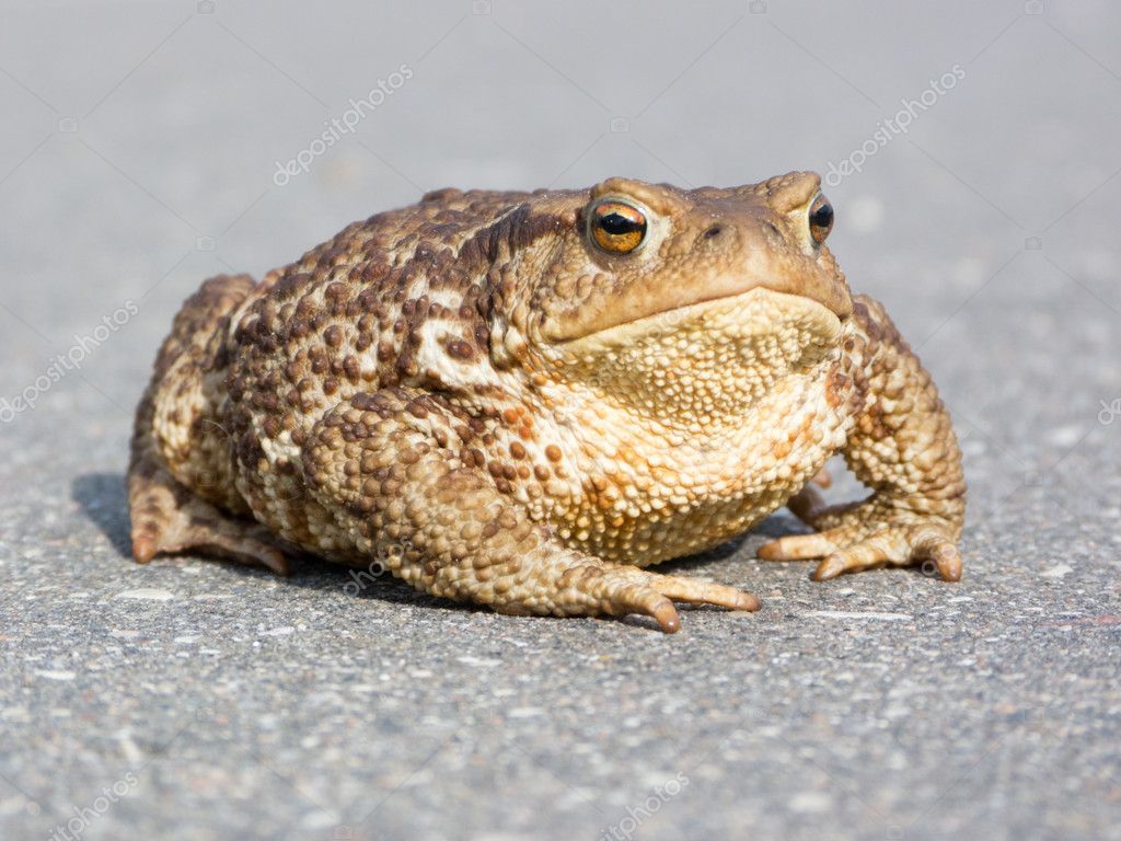 frog big