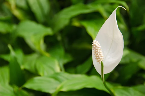 Spathiphyllum, Peace lily — Stock Photo #6908284