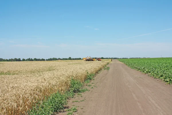 Field of wheat & road
