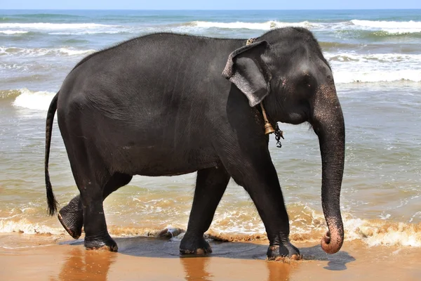The elephant at coast of ocean