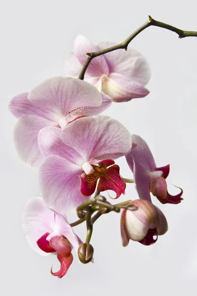 White and pink orchid