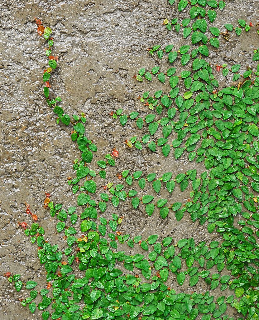 The Green Creeper Plant on Wall — Stock Photo © kritiya 7812431