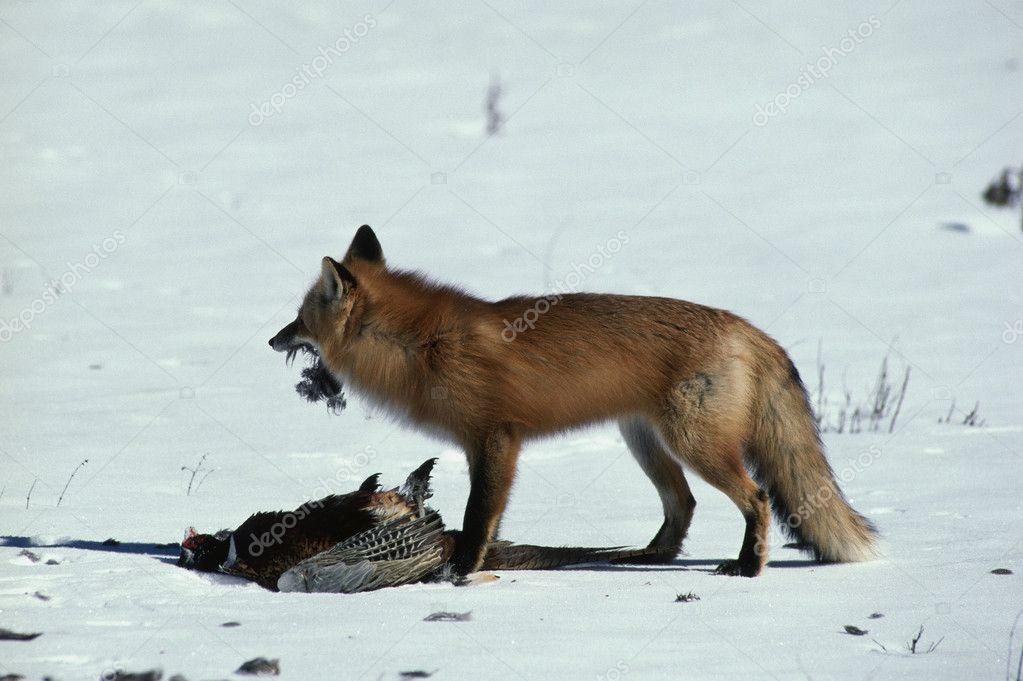 Fox And Pheasant