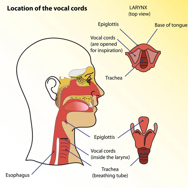 Medical poster. Location of the vocal cords of man.