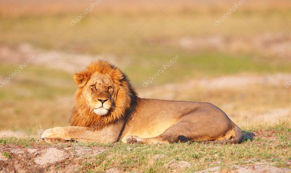 Panthera Leo