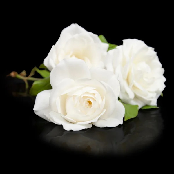 Three open white roses button with reflection isolated