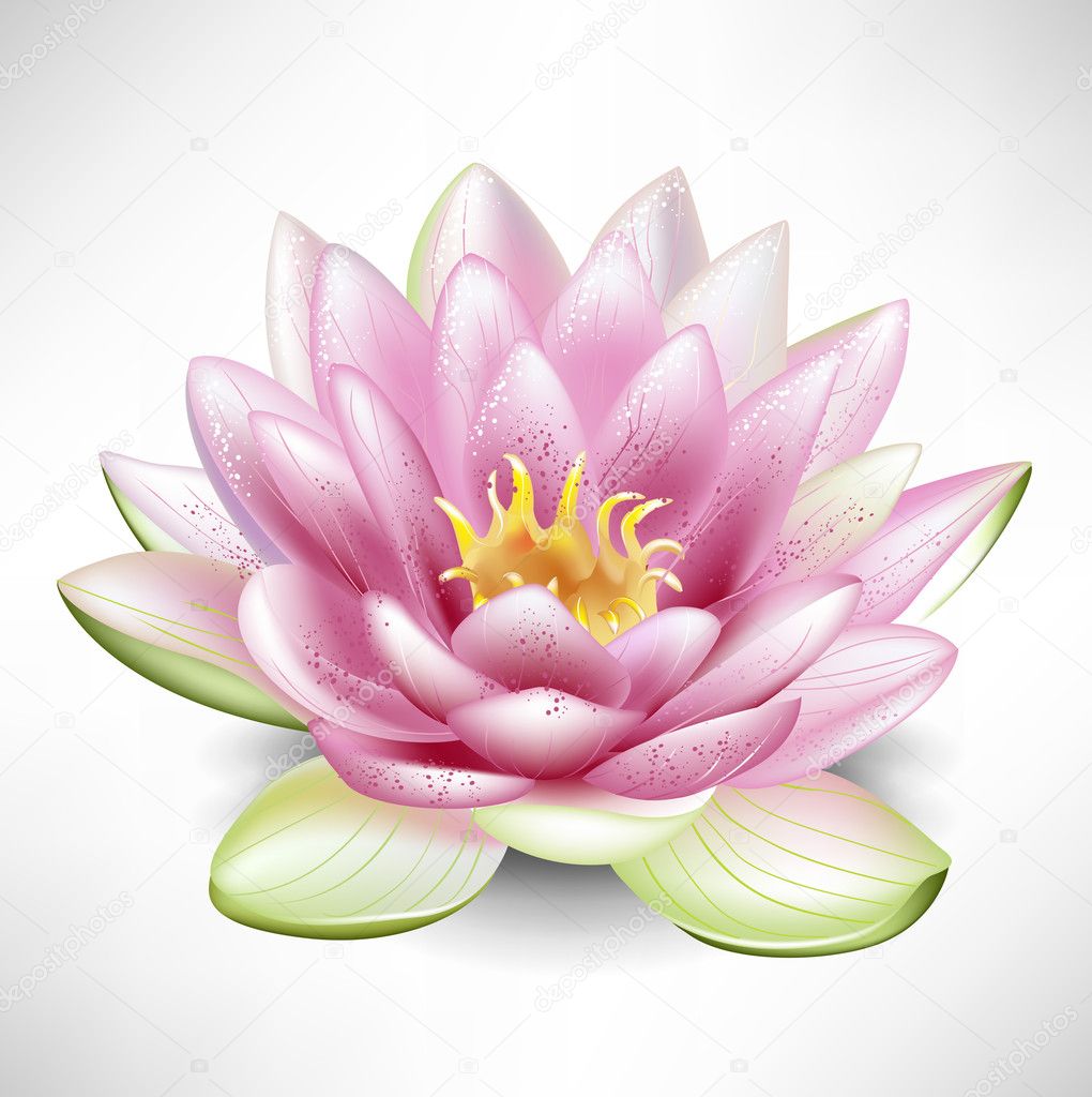 Single blossoming lotus flower — Stock Vector © corneliap #7198660