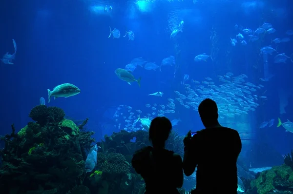 Couple in a Big Aquarium