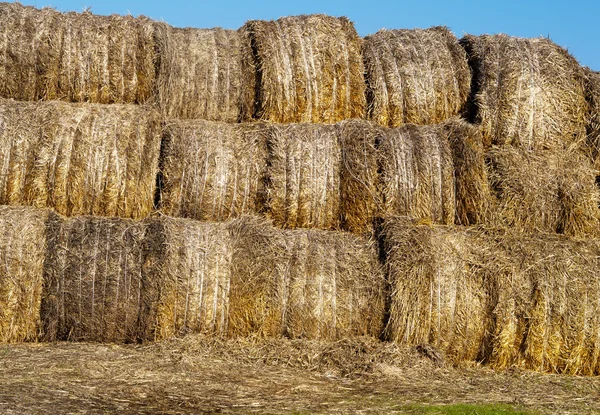 Many hay rolls