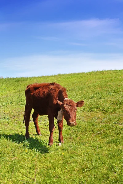Little cow on green field
