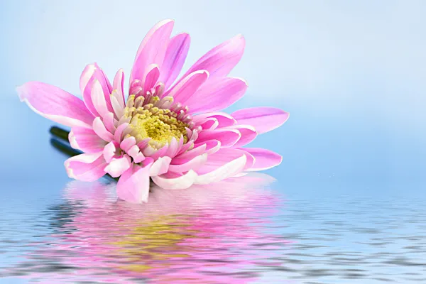 Pink fresh aster in water on blue background