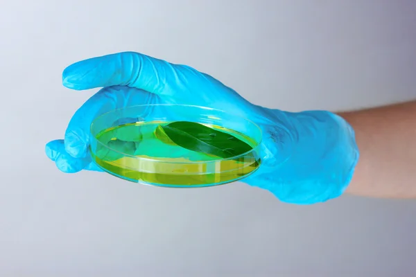 Genetically modified plant tested in petri dish in hand