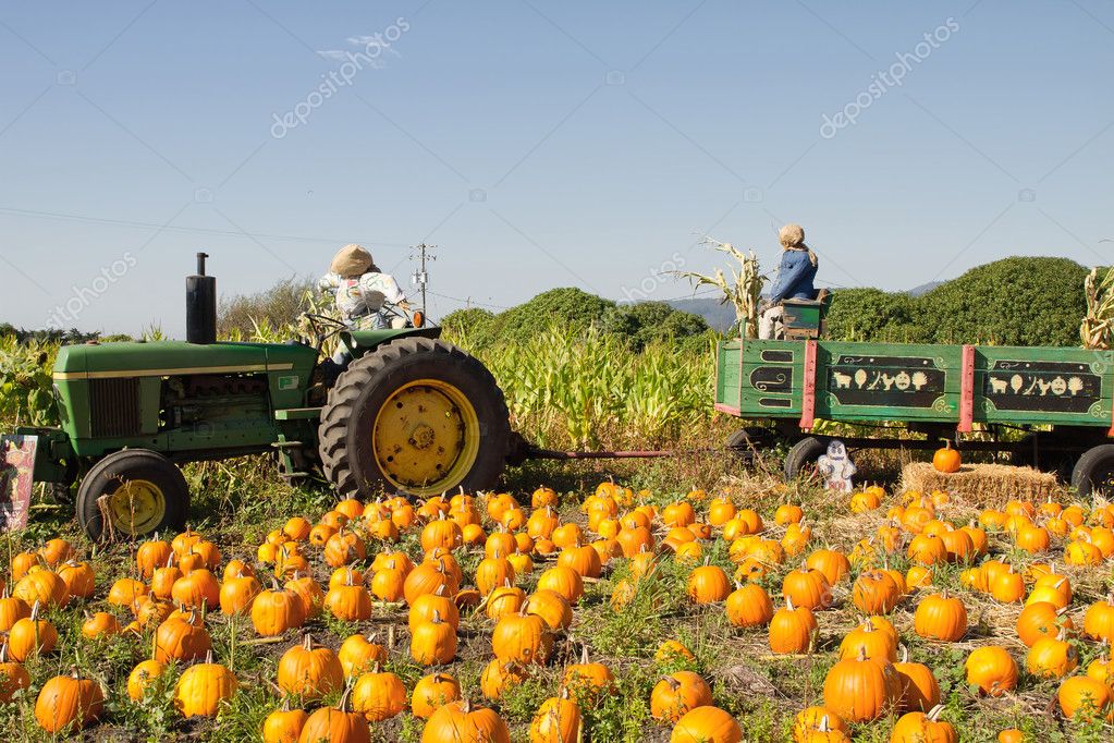 Johansens Pumpkin Patch Bolingbrook Il outmanager