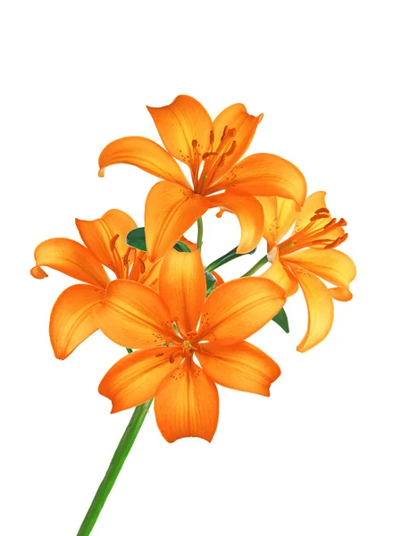Beautiful orange lily flowers isolated on white