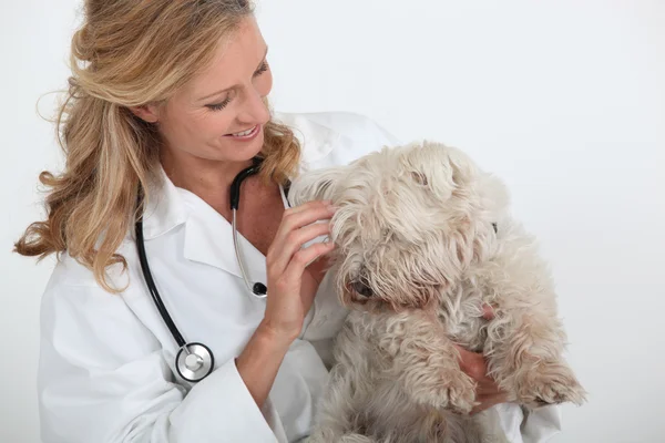 Veterinarian holding dog