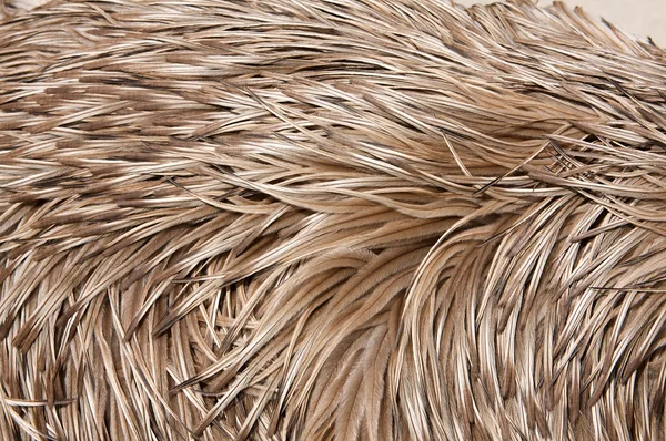 Emu feathers up close