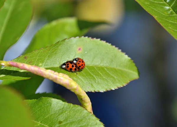 Lady bugs mating