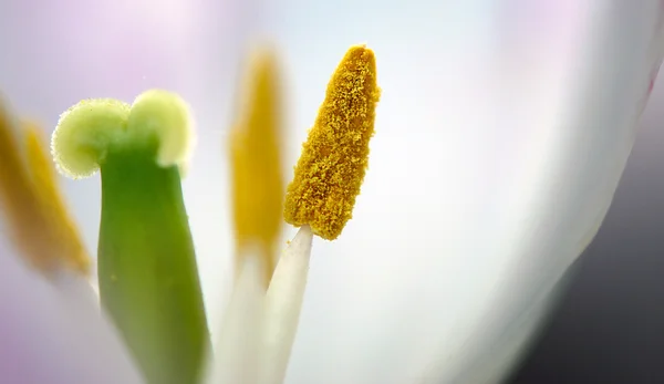 Tulip flower stamens covered with pollen