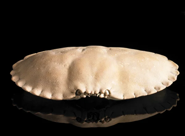 crab carapace