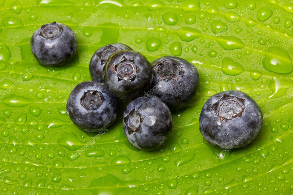 noegne piger billeder blueberry №26520 noegne piger billeder blueberry № 26519